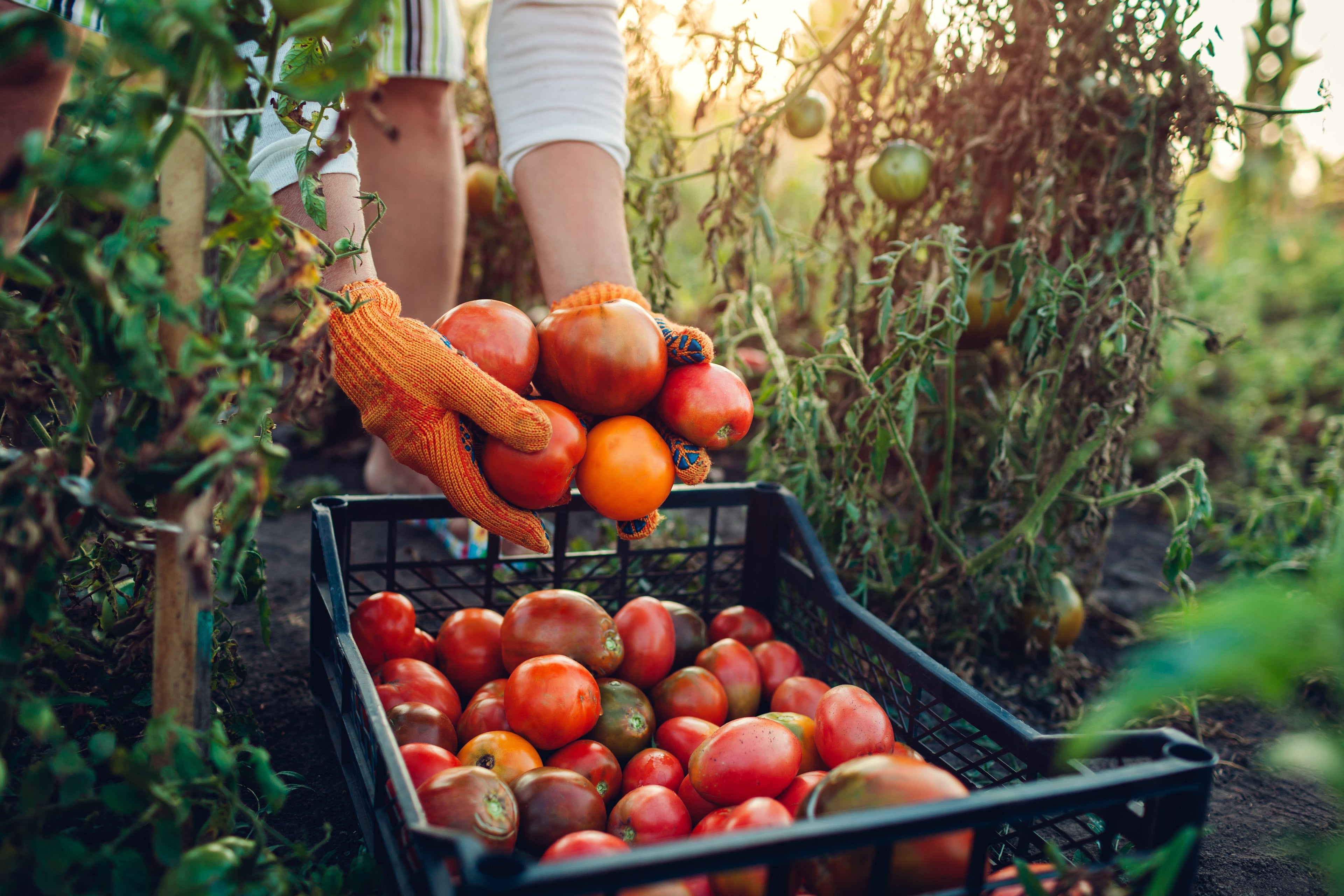 Moestuinmest