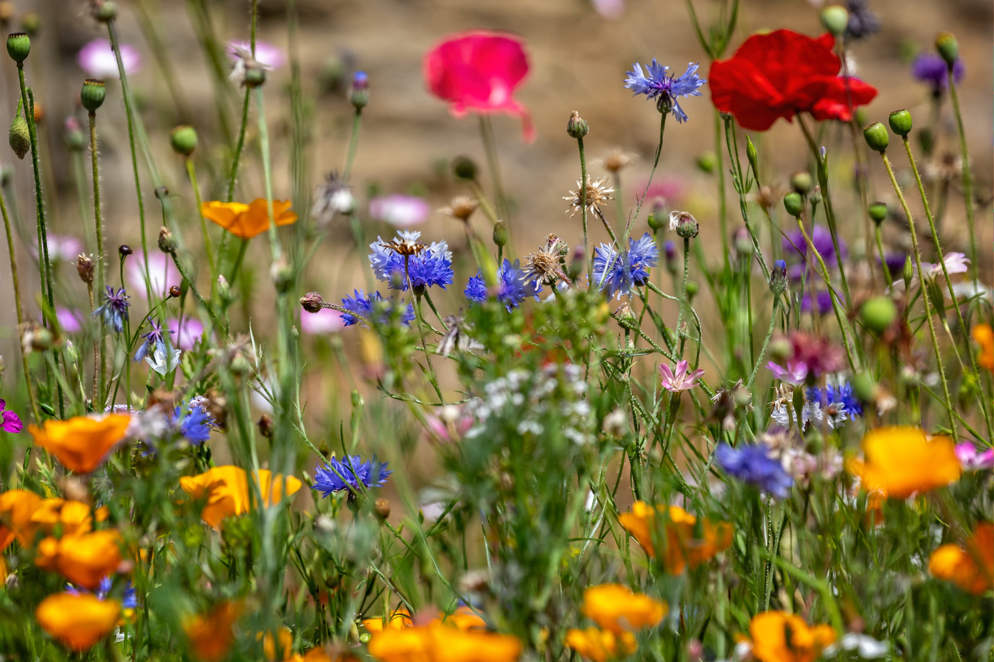 Wilde bloemen