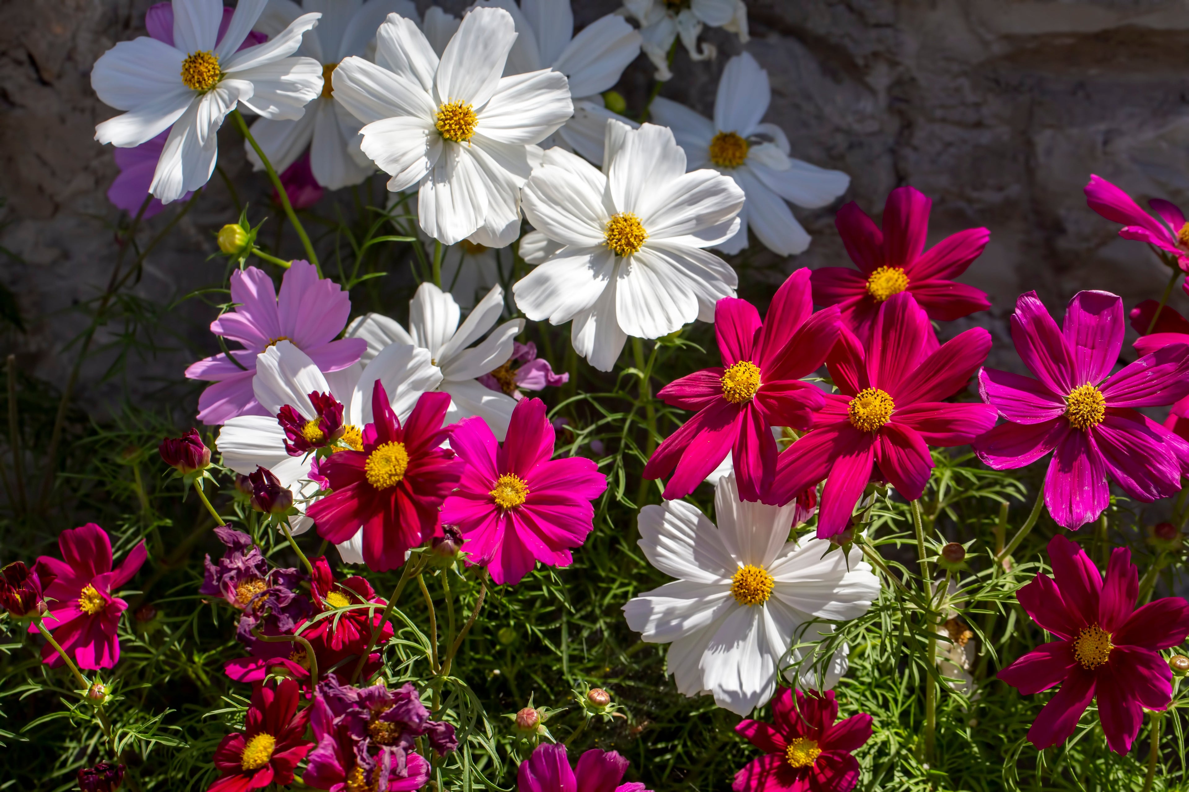 Cosmea zaden