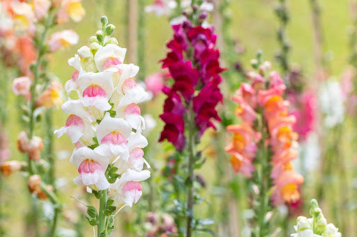 bloemen-zaaien-februari