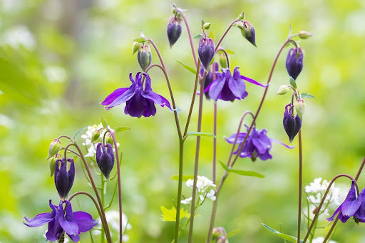 bloemen-zaaien-september