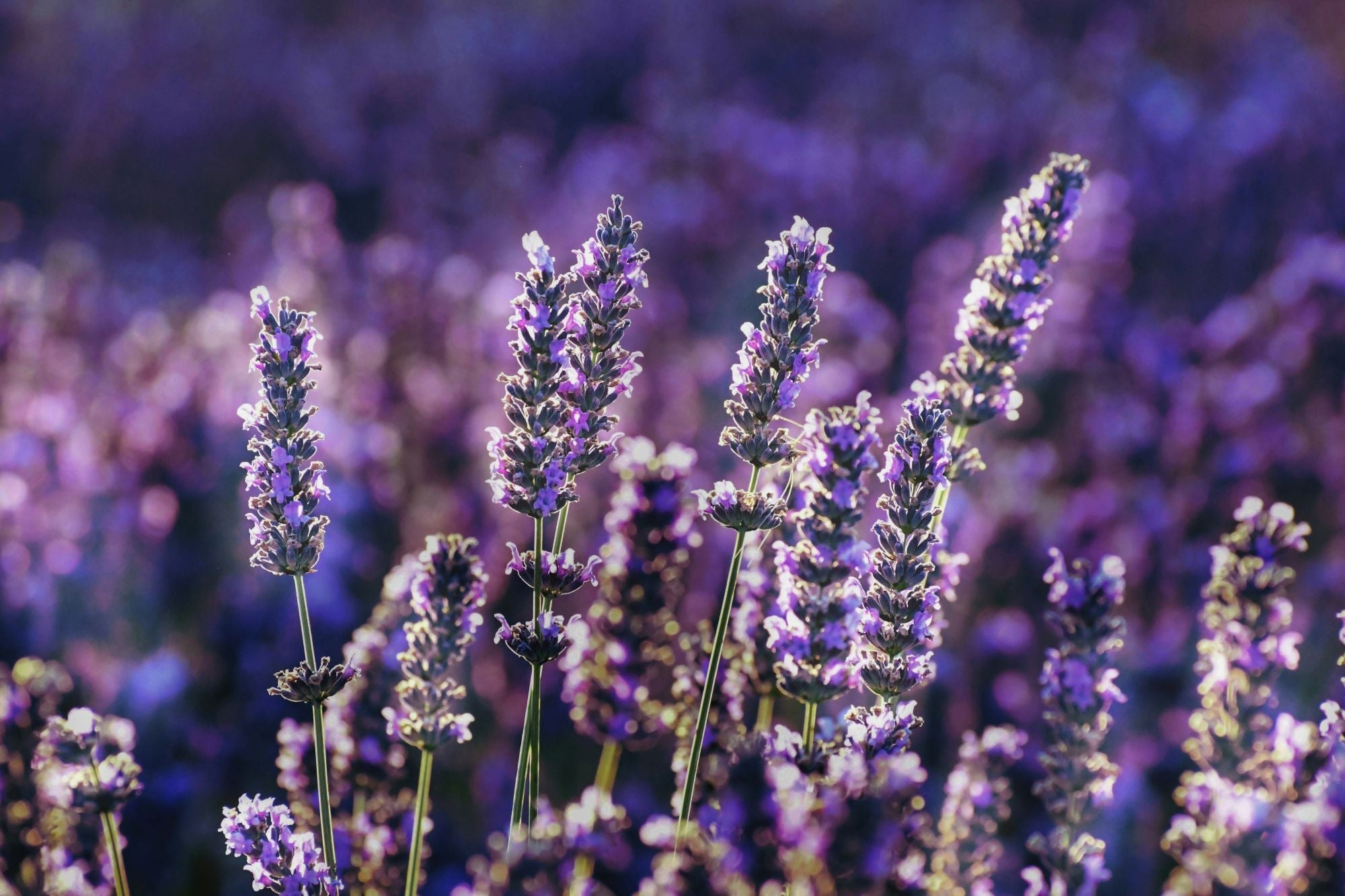 Geurende bloemen