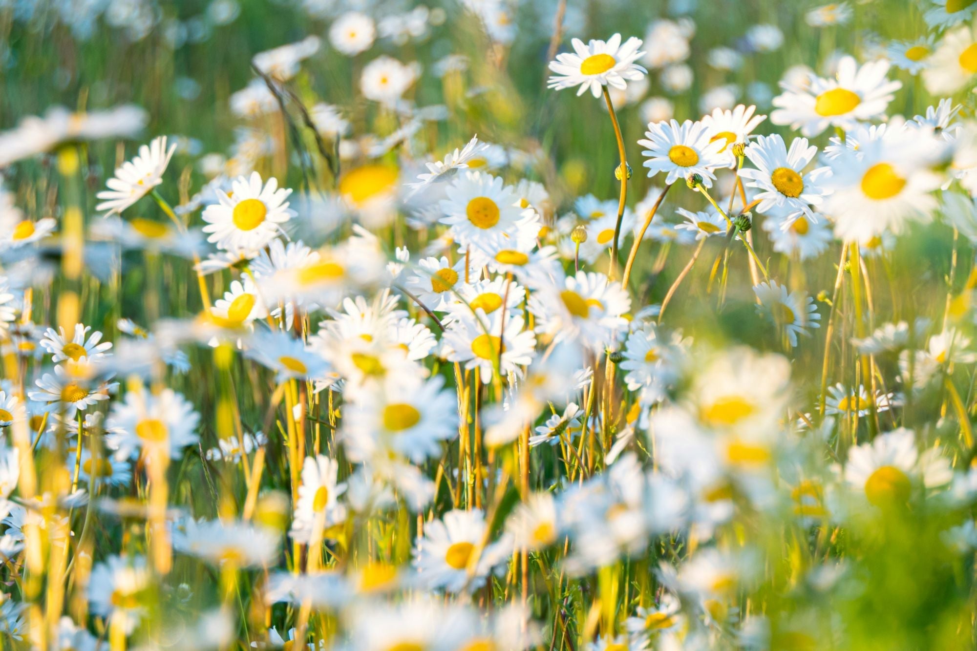 Inheemse bloemenmengsels