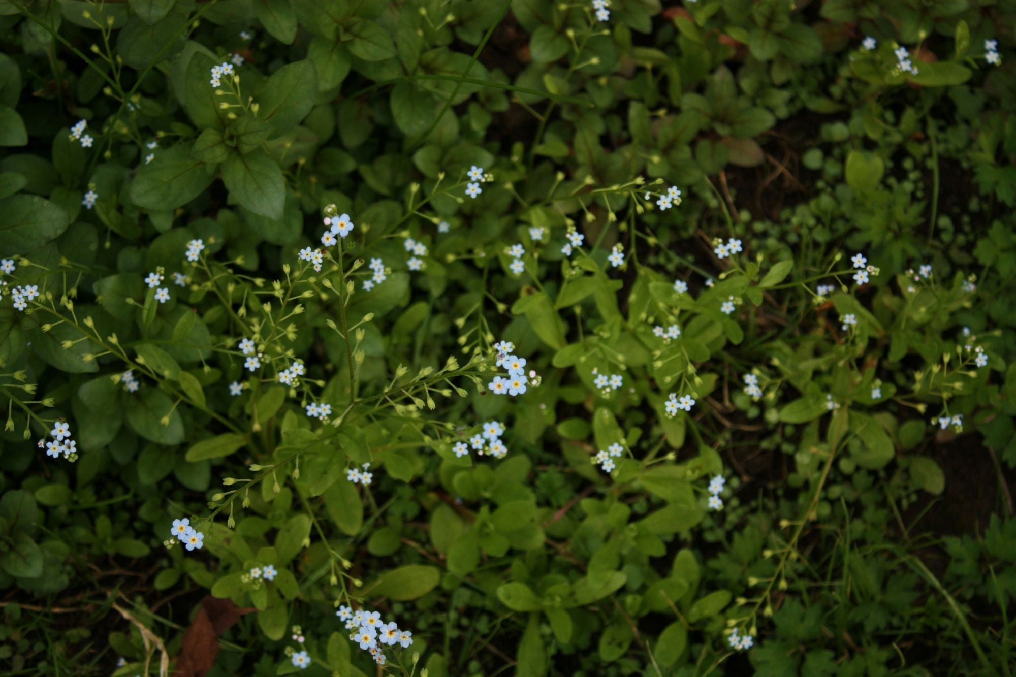 Klimplanten