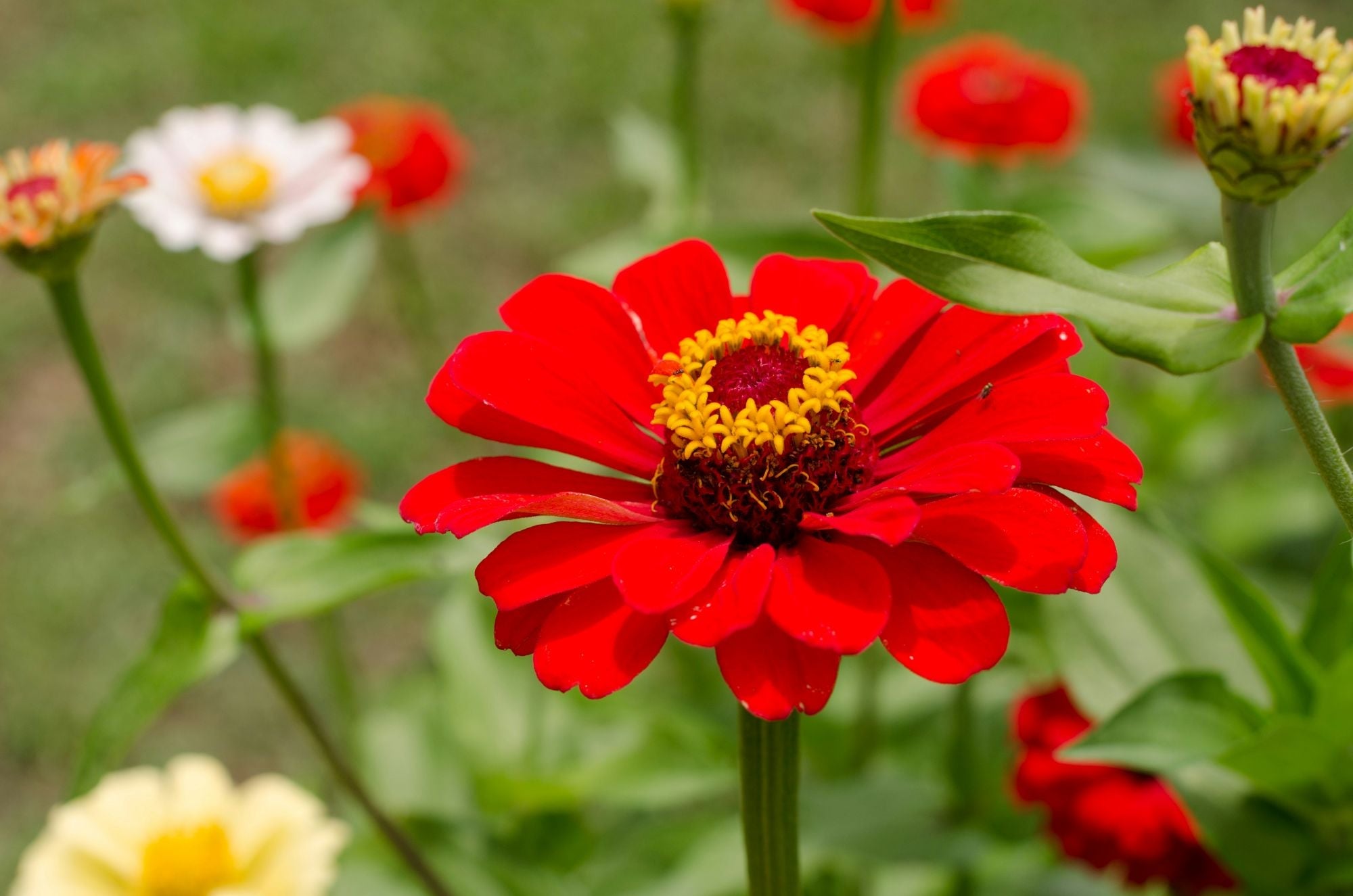 Zinnia zaden