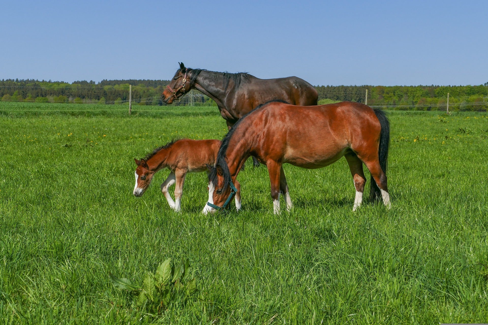Paard & kleinvee