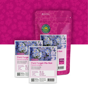 Myosotis des champs – Myosotis arvensis