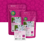 Compagnon blanc – Silene latifolia