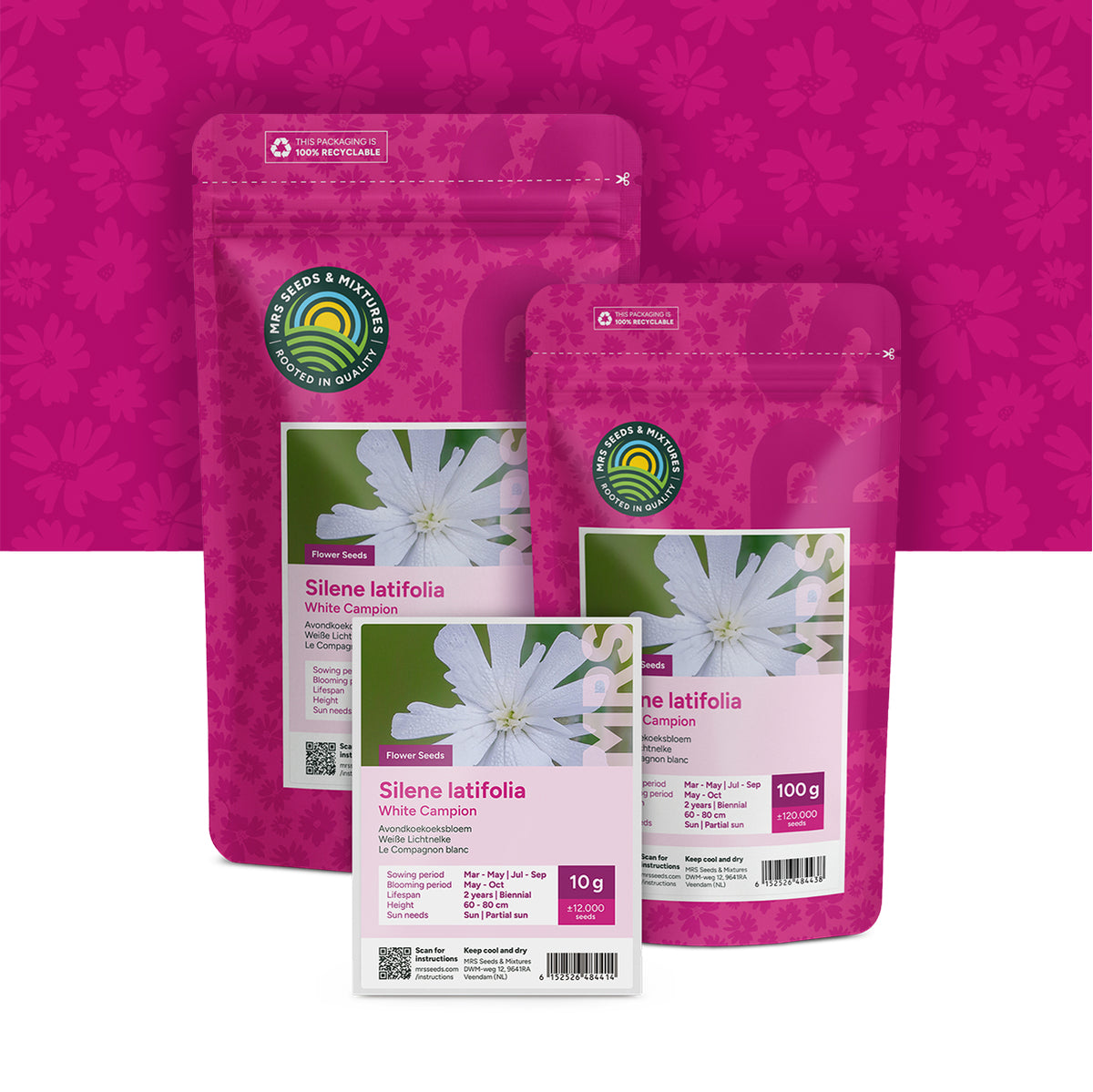 Compagnon blanc – Silene latifolia