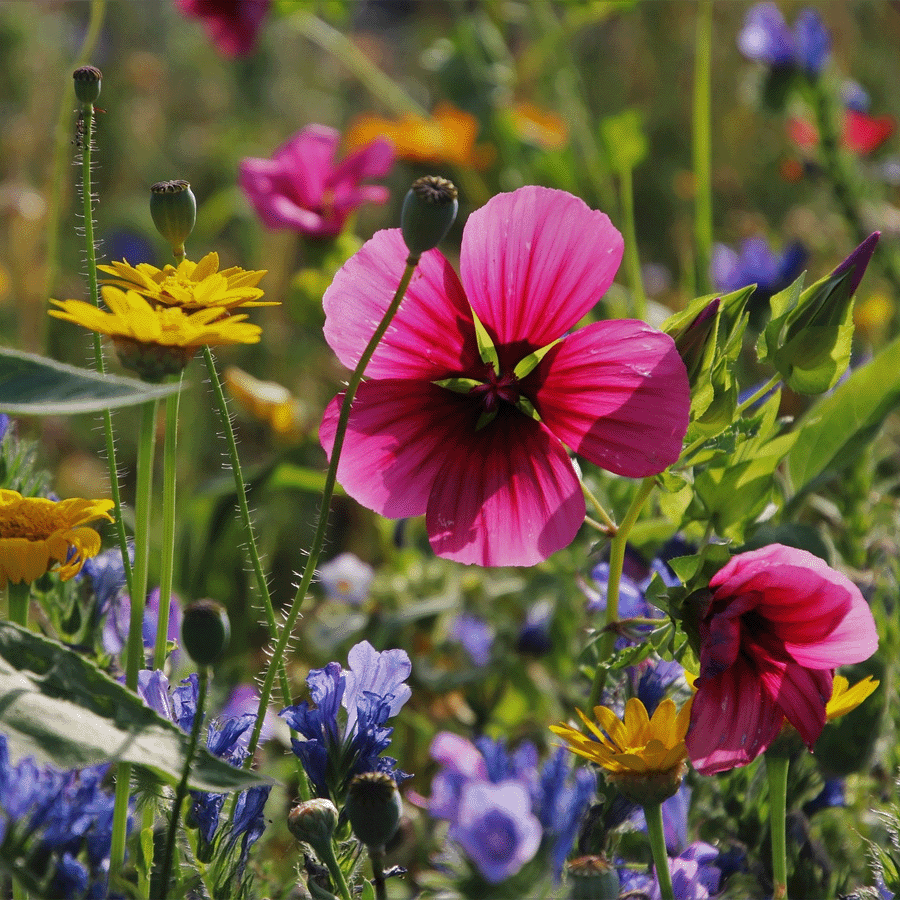 Mélange de fleurs pour abeilles annuelles