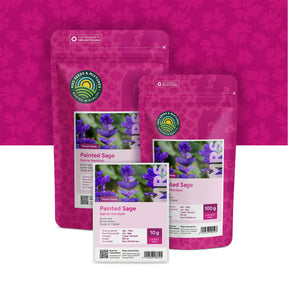 Sauge de Virginie – Salvia horminum