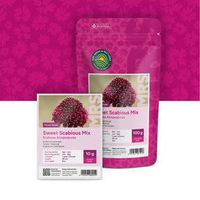 Scabieuse colombaire – Scabiosa Atropurpurea