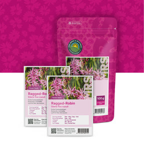 Lychnis fleur de coucou – Silene flos-cuculi
