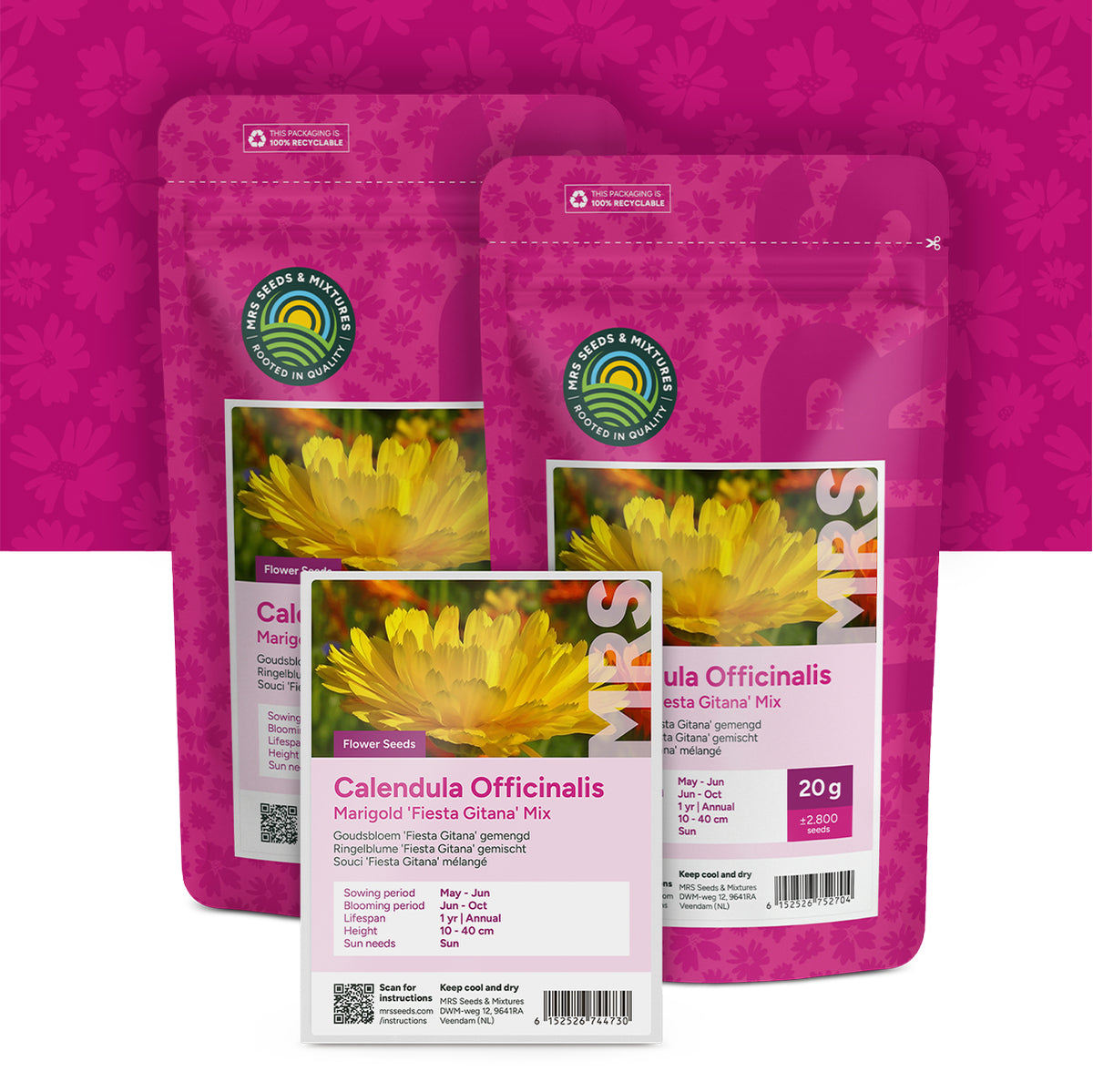 Souci officinal 'Fiesta Gitana' mixte – Calendula