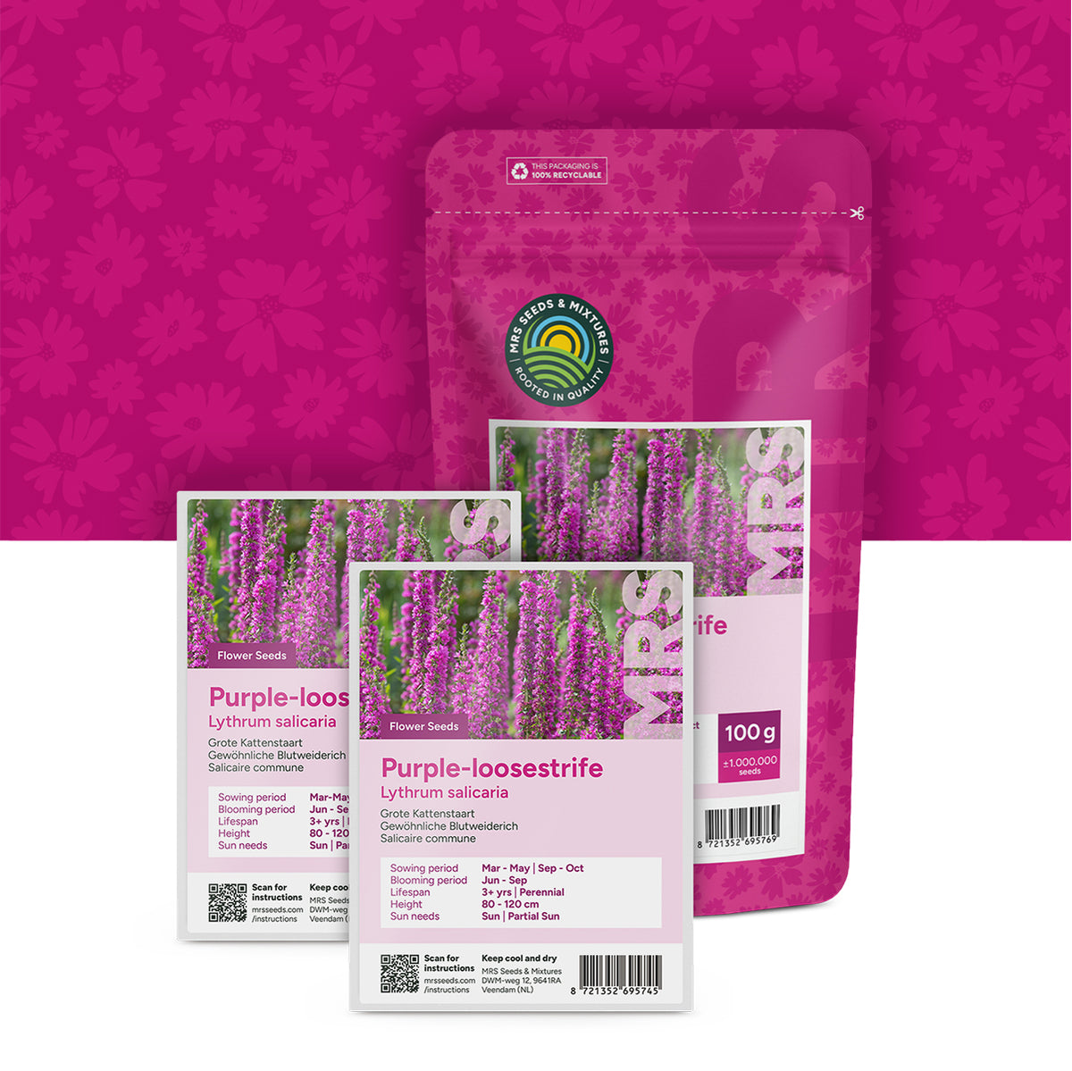 Salicaire commune – Lythrum salicaria