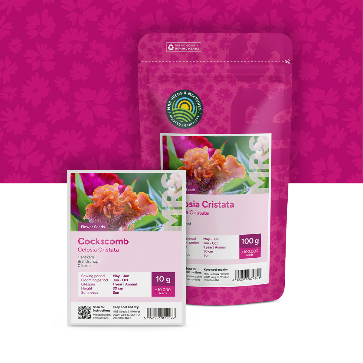 Célosie – Celosia cristata 'Nana' mixte