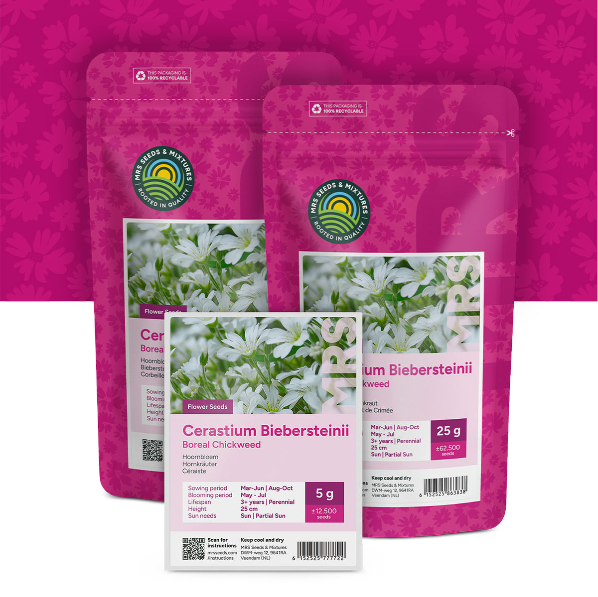 Céraiste – Cerastium biebersteinii