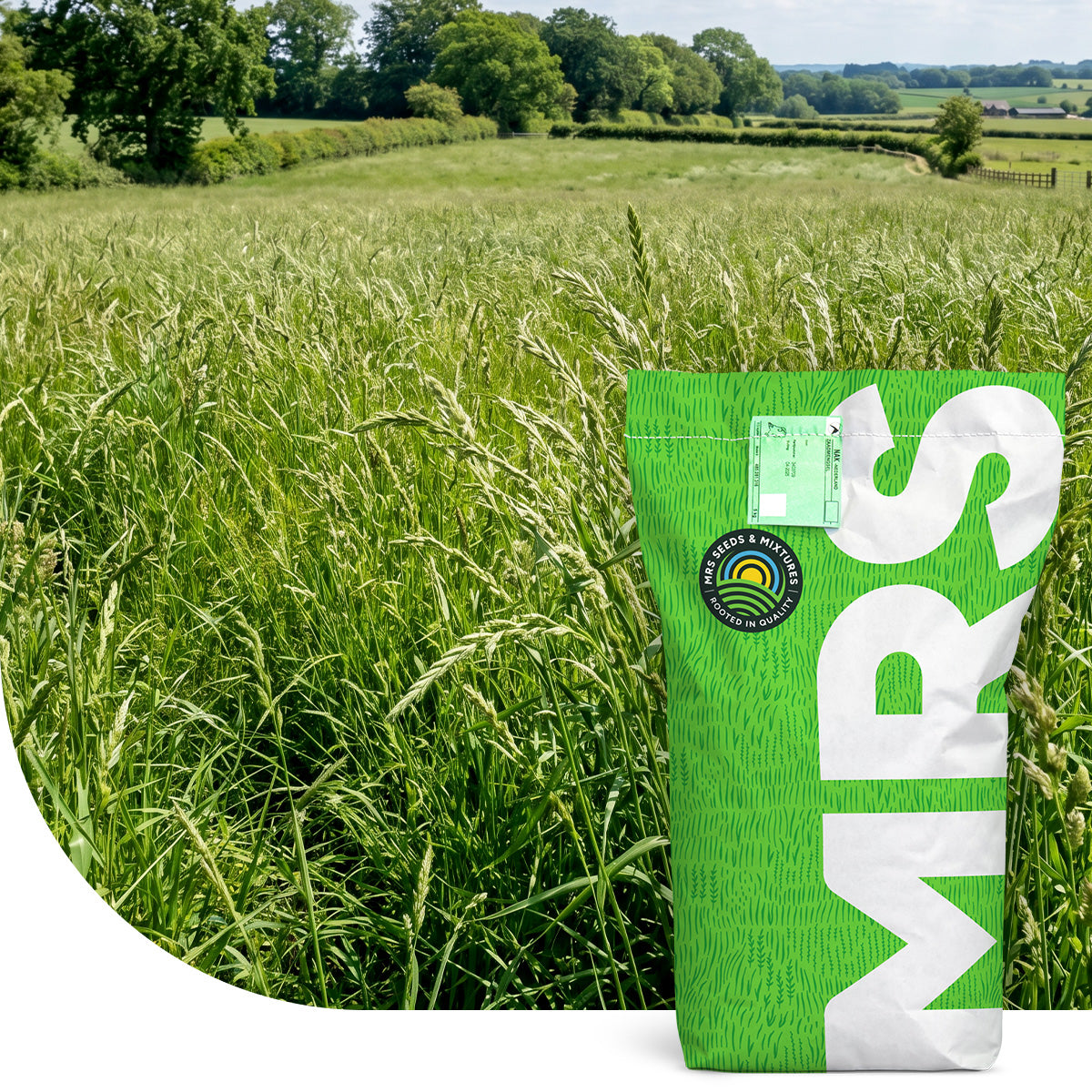 Ray-grass italien – Lolium multiflorum