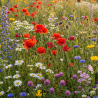 Happy Bee – Mélange de fleurs indigènes pour abeilles et bourdons