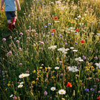 Friendly Flowers – Mélange de fleurs indigènes pour prairies de jeu