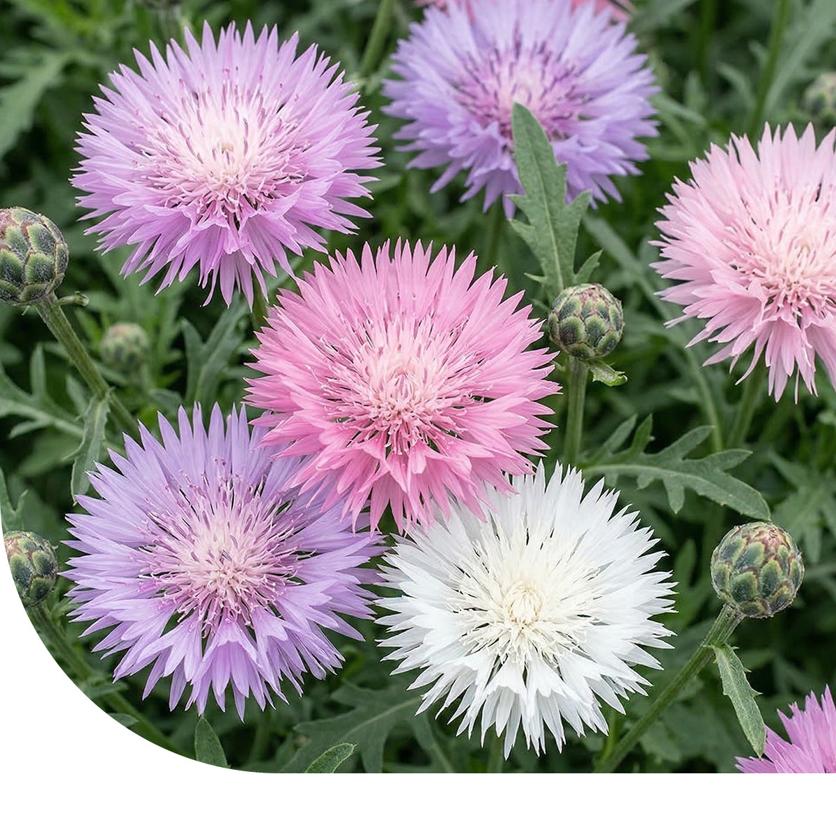Bleuet d'empereur – Centaurea moschata imperialis