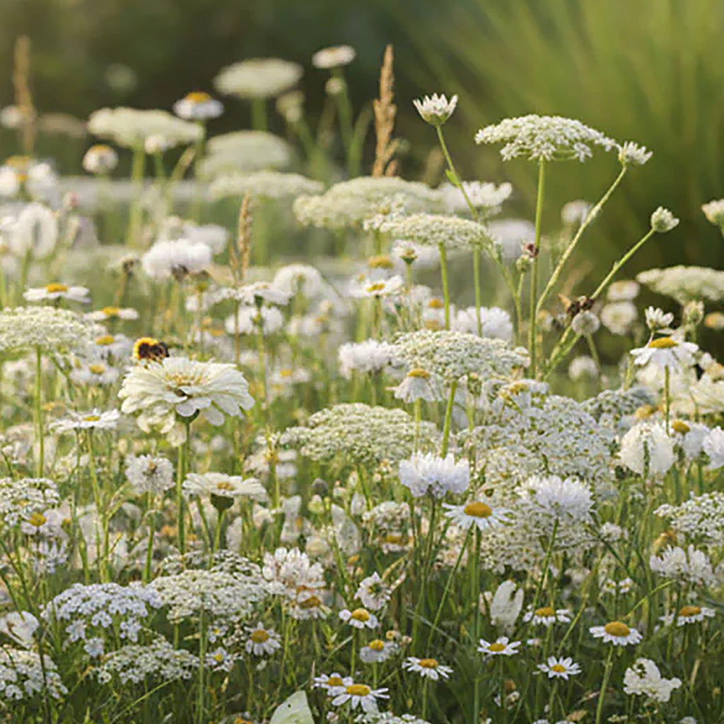 Mélange de fleurs sauvages blanches – 14 espèces