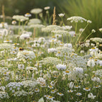 Mélange de fleurs sauvages blanches – 14 espèces