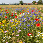 Type A6 – Mélange de fleurs des champs