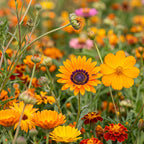 Fleurs d'été Mélange de nuances d'orange