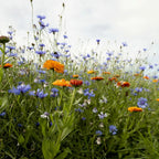 Mélange de fleurs de rocailles – annuelles