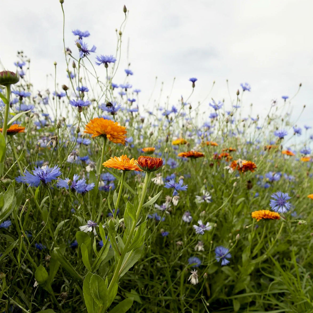 Mélange de fleurs de rocailles – annuelles