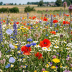 Type N2 – Mélange de prairies fleuries pour abeilles
