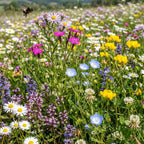Mélange de fleurs basses – annuelles et vivaces