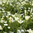 Fleurs d'été Mélange de teintes blanches