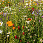 Mélange de fleurs pour papillons – Bas