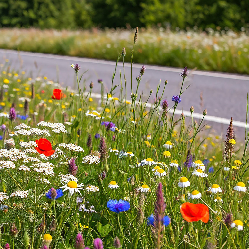 Mélange de fleurs de bord de route, annuelles et vivaces