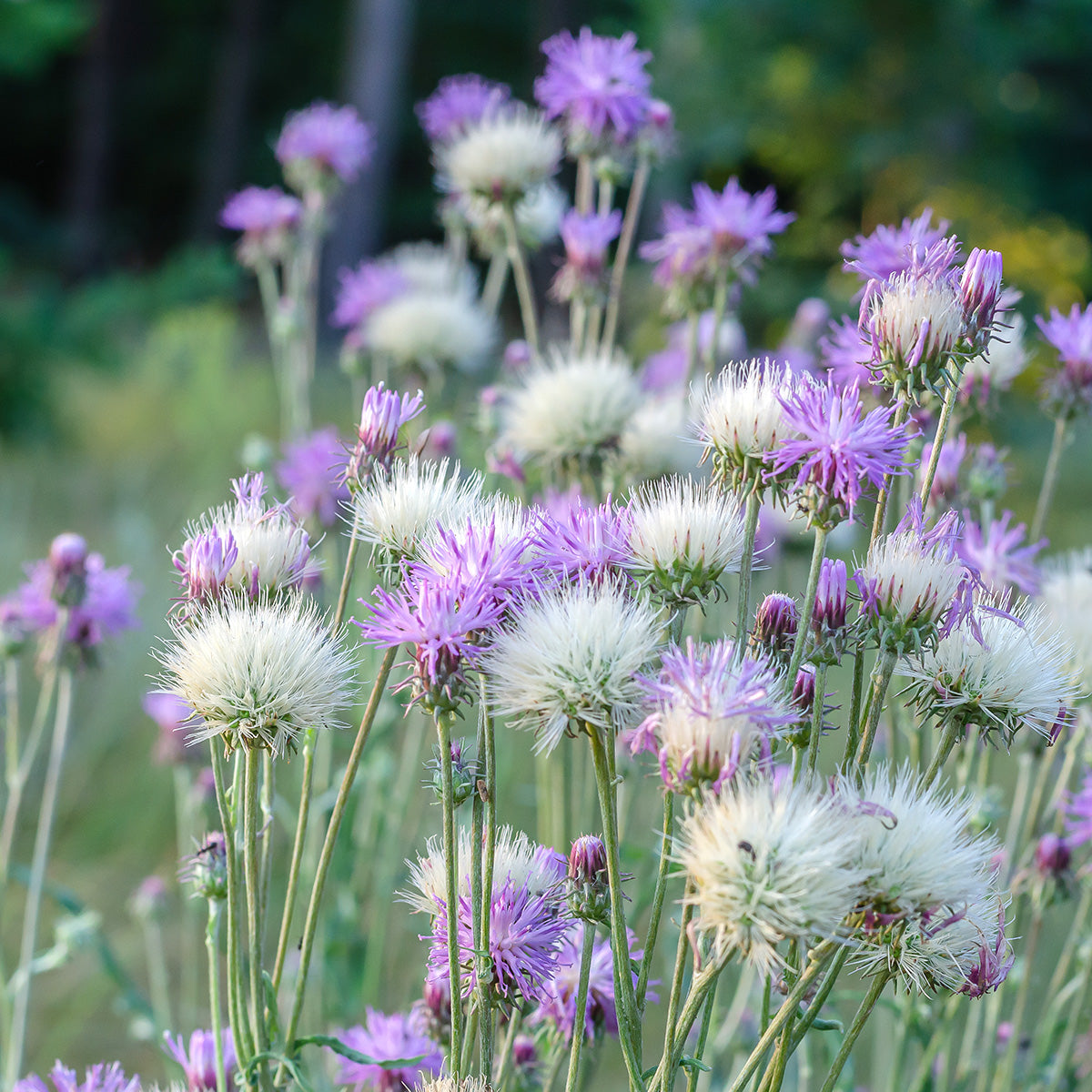 Bleuet d'empereur – Centaurea moschata imperialis