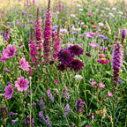 Mélange de fleurs sauvages pourpres – 14 espèces