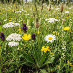Type G1 – Mélange de prairies fleuries