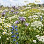 Mélange de fleurs pour attirer les insectes bénéfiques