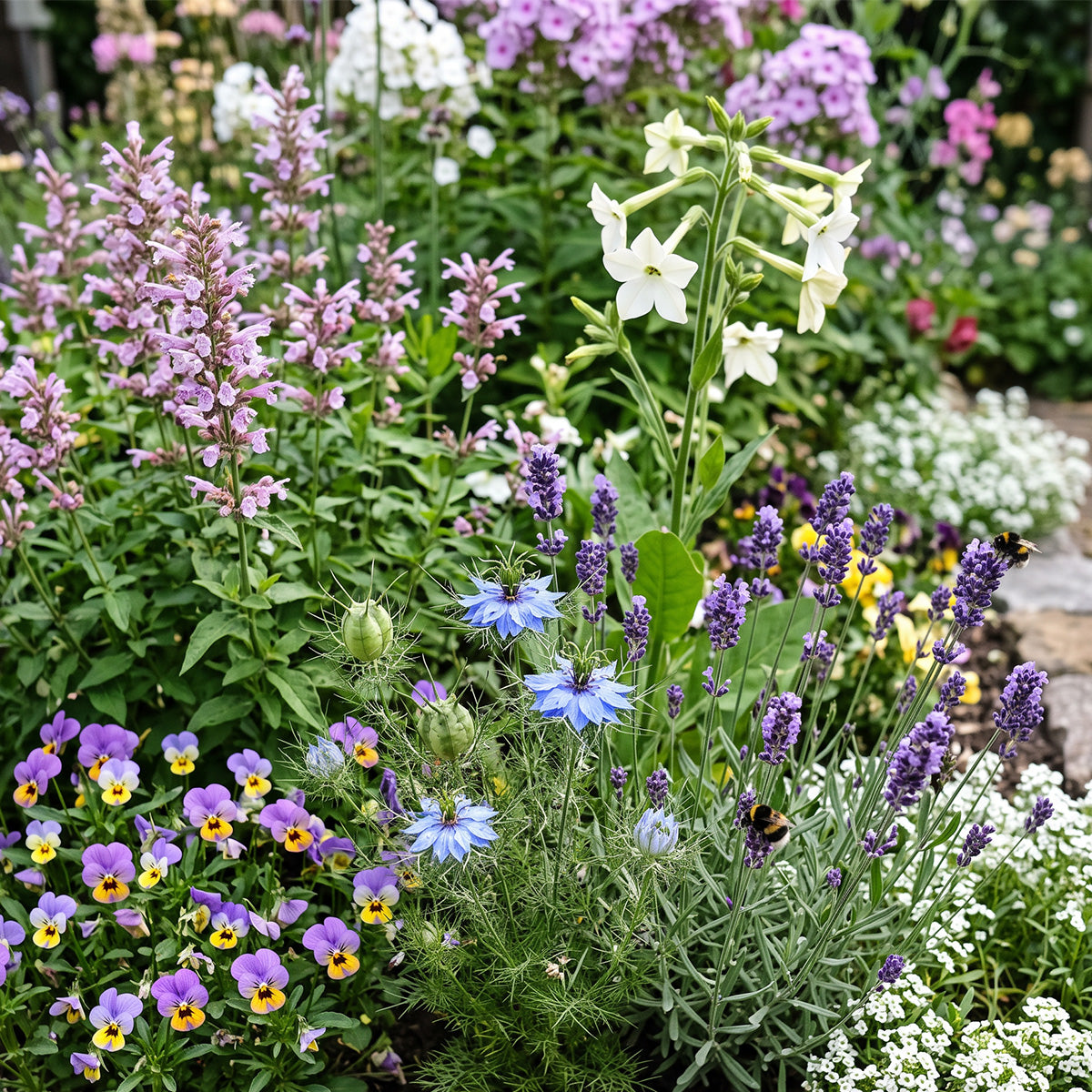 Mélange de fleurs de jardins parfumés – annuelles et vivaces