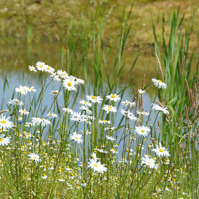 Mélange de Fleurs de la Vallée du Ruisseau