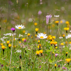 Type M5 – Mélange pelouse fleurie – riche en nectar