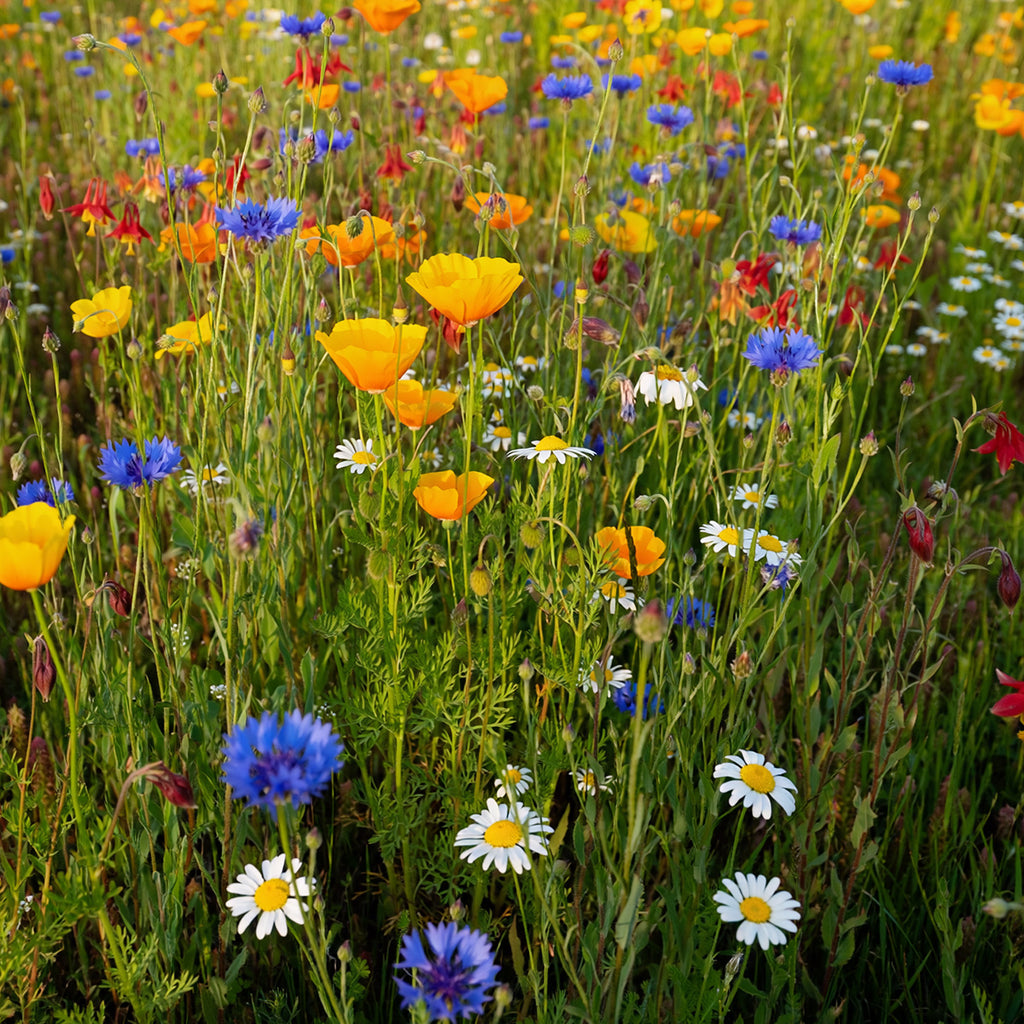 Mélange prairie sauvage basse – annuelles et vivaces