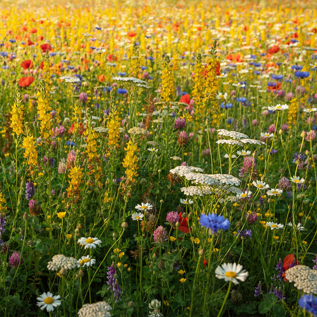 Mélange de fleurs indigènes – pluriannuelles