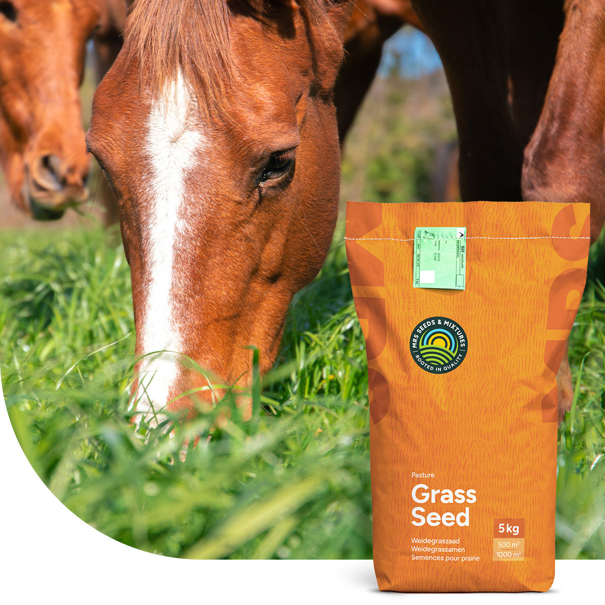 Horse – Recovery mix | Pâturage de chevaux pour sursemé