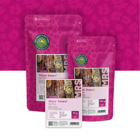 Maïs ornemental 'Amero' – Zea mays