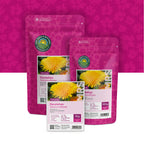 Pissenlit – Taraxacum officinale