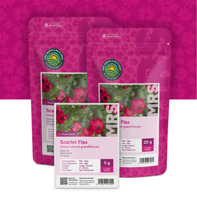 Lin rouge – Linum Rubrum Grandiflorum
