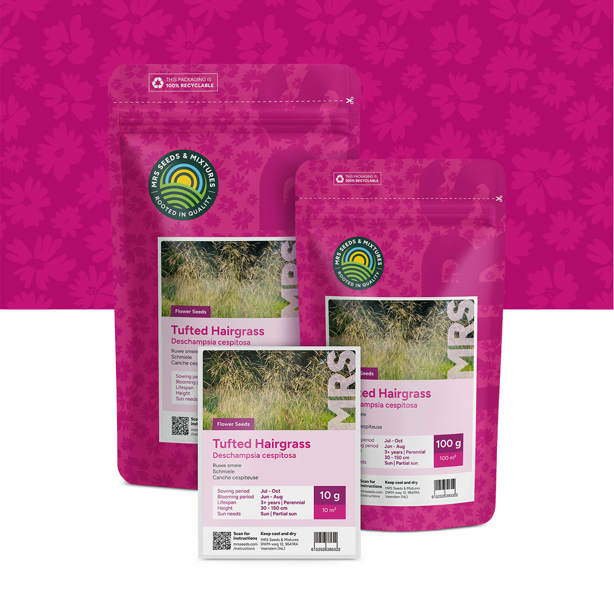 Canche cespiteuse – Deschampsia cespitosa